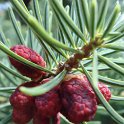 Abies cephalonica 'Appolinis' fleur
